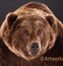 kodiak